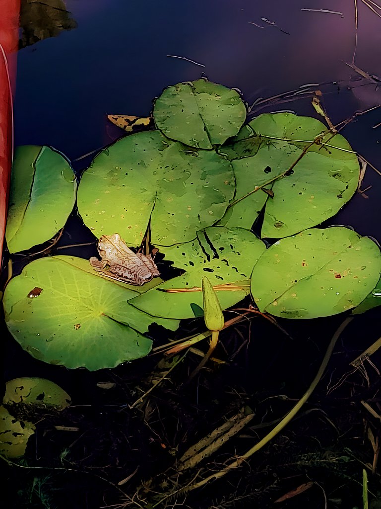 Los Lapachos. A natureza está aqui