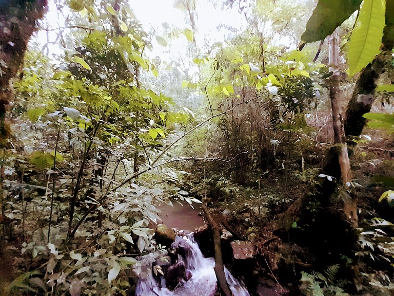 Los Lapachos. A natureza está aqui
