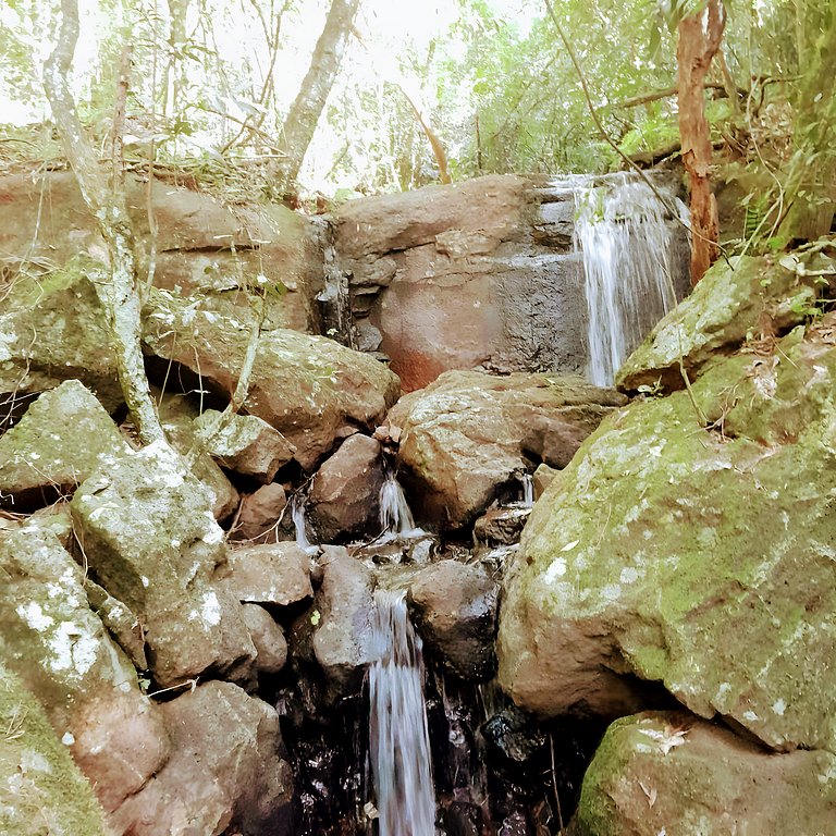 Los Lapachos. A natureza está aqui