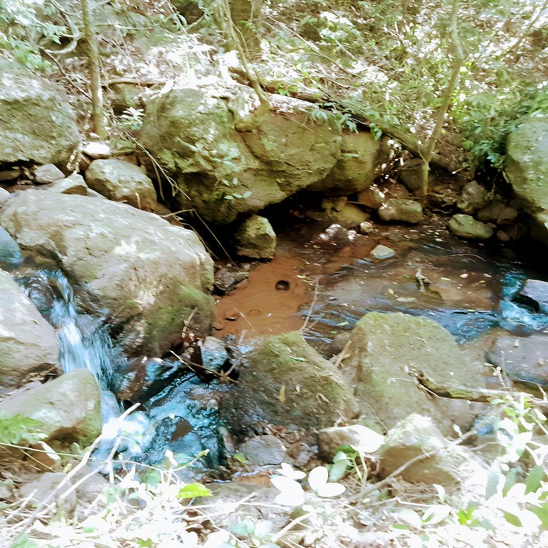 Los Lapachos. La naturaleza es acá