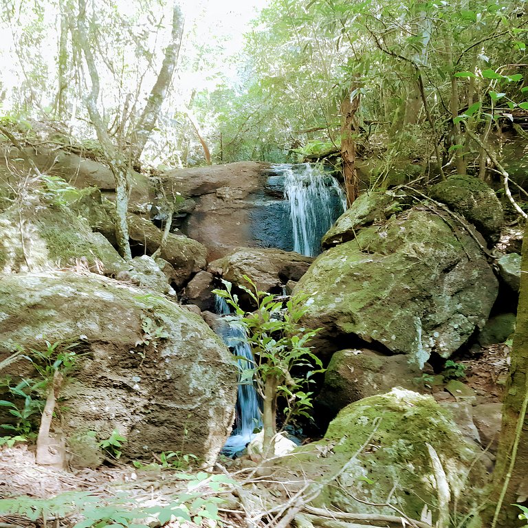 Los Lapachos. A natureza está aqui