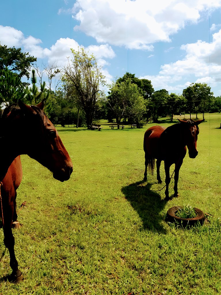 Los Lapachos. La naturaleza es acá