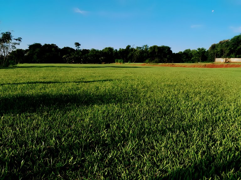 Los Lapachos. A natureza está aqui