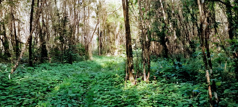 Los Lapachos. La naturaleza es acá