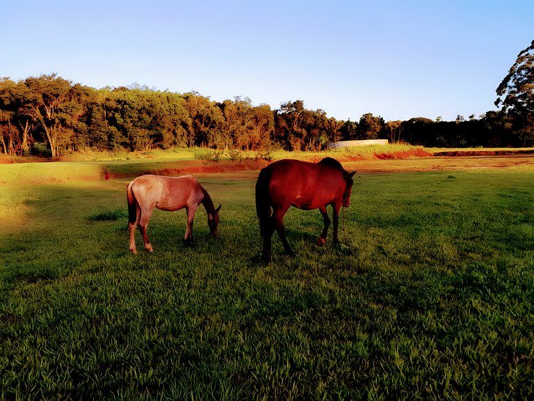 Los Lapachos. La naturaleza es acá