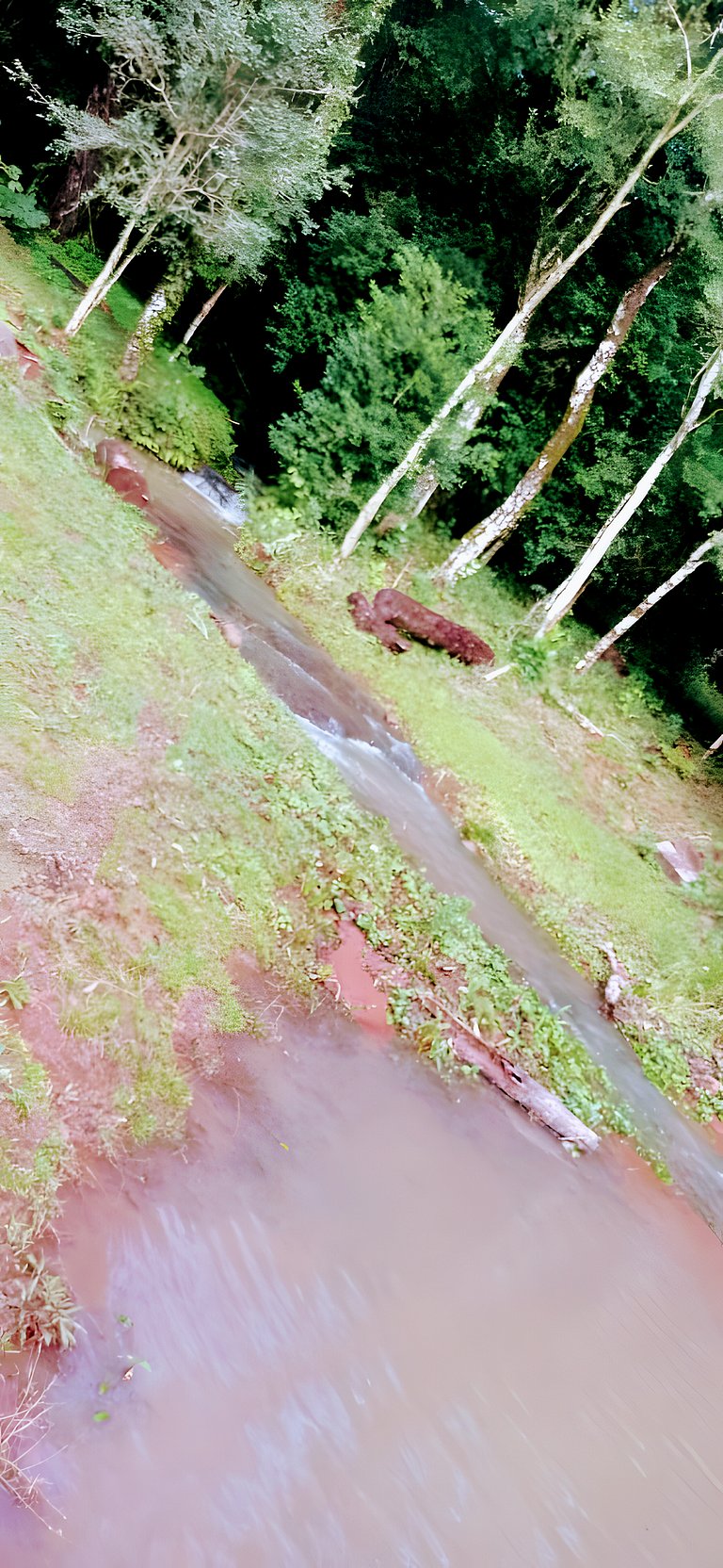 Los Lapachos. A natureza está aqui