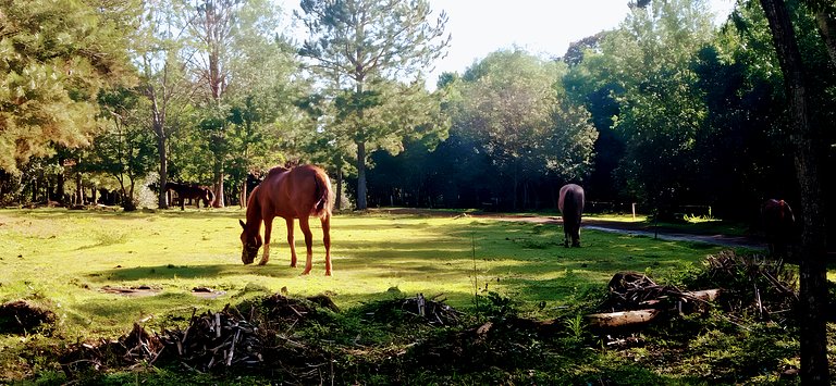 Los Lapachos. La naturaleza es acá