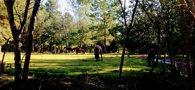Los Lapachos. A natureza está aqui