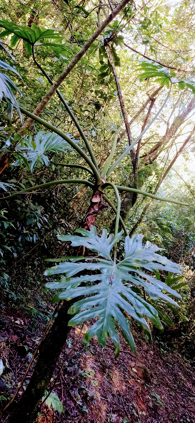 Los Lapachos. Nature is here.